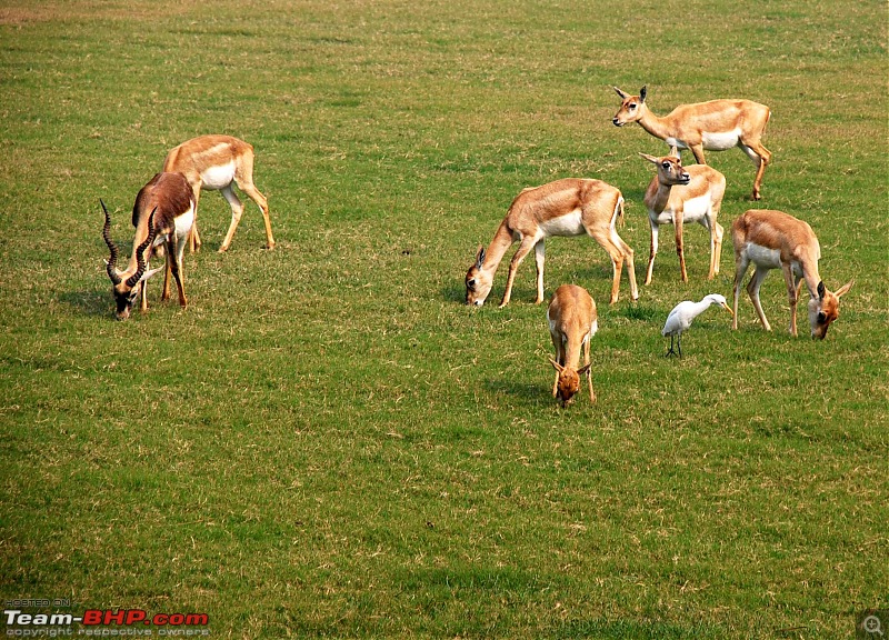 Gurgaon - Baanke Bihari - Mathura - Agra - Gurgaon-deers.jpg