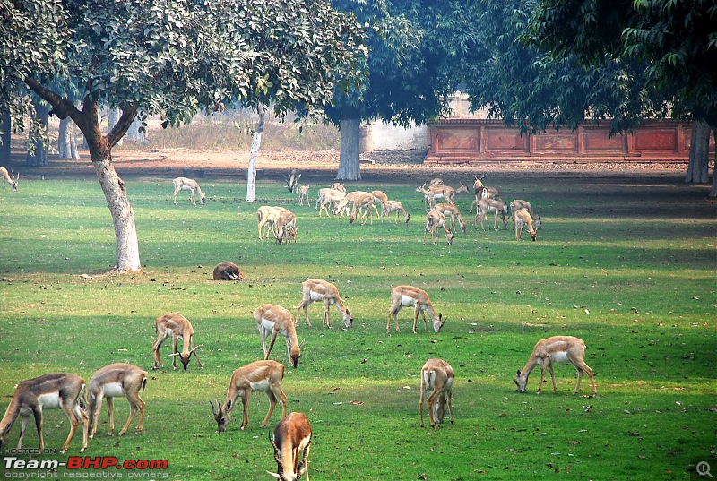 Gurgaon - Baanke Bihari - Mathura - Agra - Gurgaon-deers1.jpg