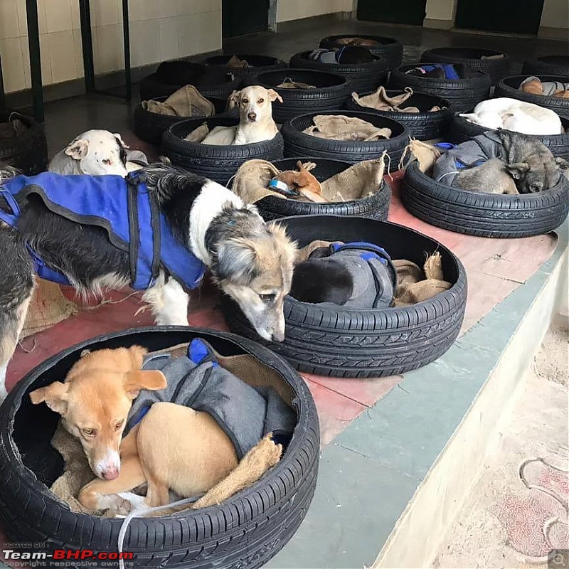 Yokohama tyres re-used as beds for stray dogs-yokohama-scrap-dog-help.jpg