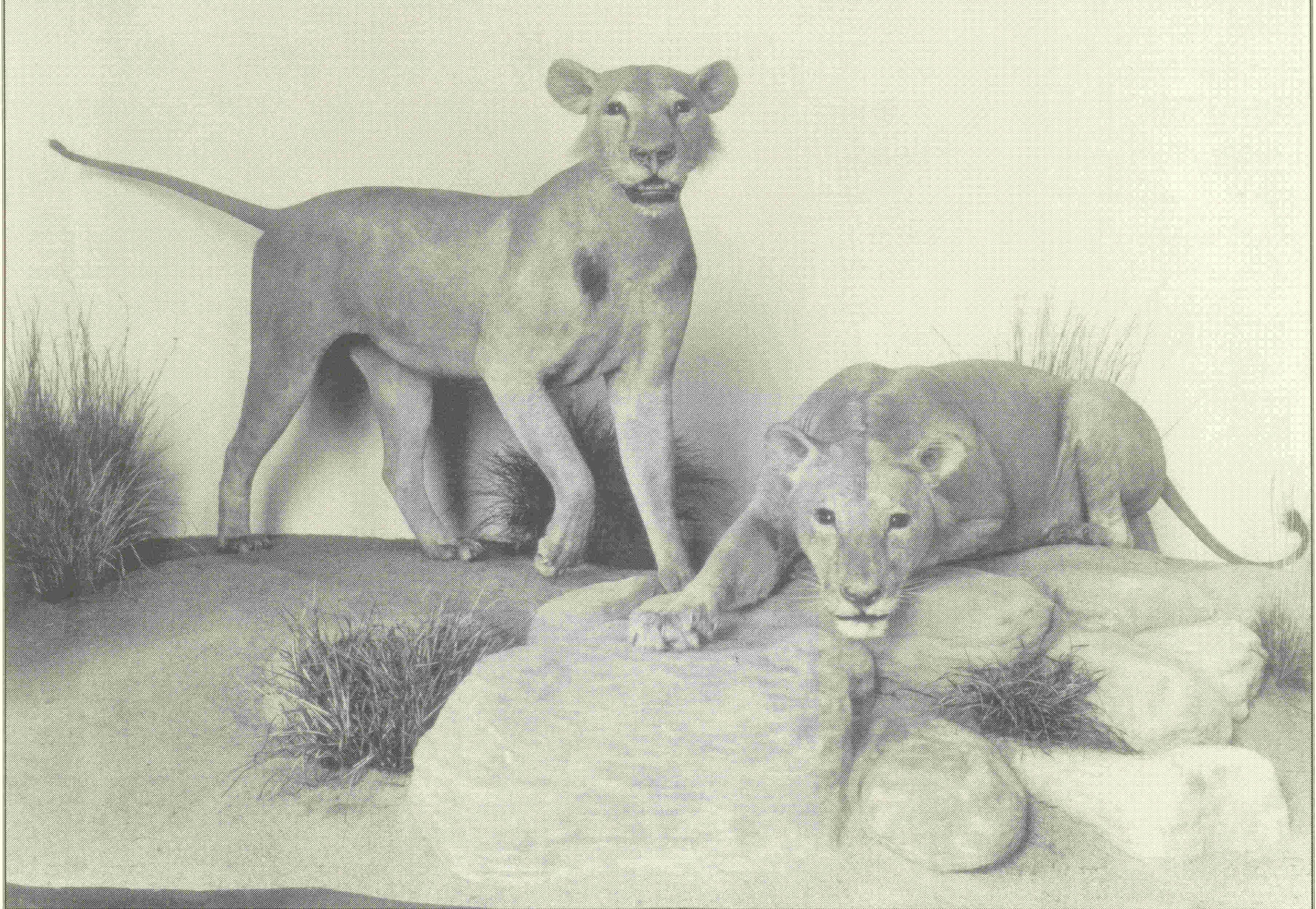 львы в музее естественной истории филда львы