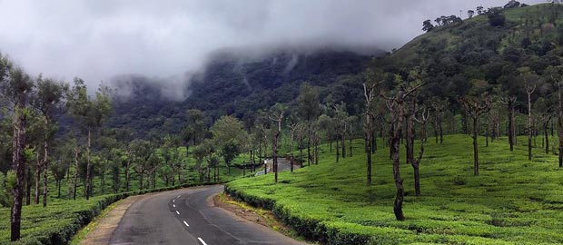 Road through plantations