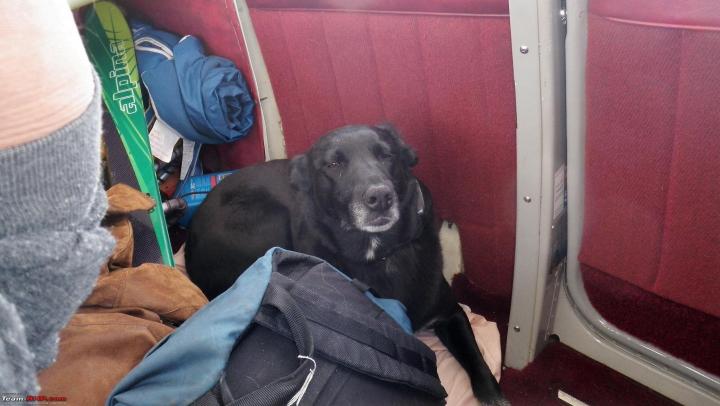 2 guys & a dog flew to Juneau Icefield in Alaska in old Cessna aircraft 