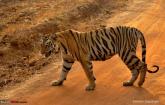 Tadoba Tiger Reserve visit