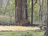 A trip to Tadoba and Pench!