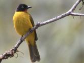 Birds of Dandeli & Ganeshgudi