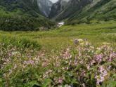 Drive: The Valley of Flowers