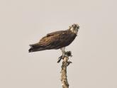 Birds & Wildlife @ Sundarbans