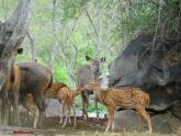 Walk in the (Bannerghatta) Park