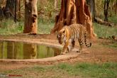 The Nagzira Tiger Reserve