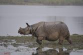 The Kaziranga National Park