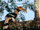 The Hornbills of Nelliyampathy