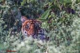 Corbett Tiger Reserve & Agra