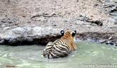 Crouching Tiger, Unaware prey, Hunt & Kill