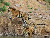 Tigers at Tadoba...