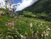 To the Valley of Flowers