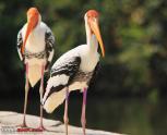 Ranganathittu Bird Sanctuary and Kabini