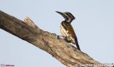  Trip to Keoladeo Ghana Bird Sanctuary