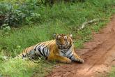 Tiger spotting @ Kabini