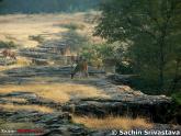 Ranthambhore National Tiger Reserve