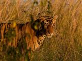 Ranthambore, the Land of Tigers