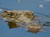 Jungle lodges @ Kabini