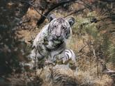 The Rare Pale Tiger from Nilgiri