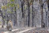 Tadoba, Pench forests and 4 tigers