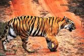 Trailing the Big Cat at Bandhavgarh
