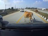 Avoiding collisions with Animals