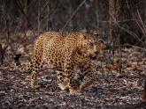 Kabini - My favourite images