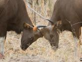 Wildlife at Kanha National Park