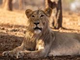 Photographing lions @ Gir National