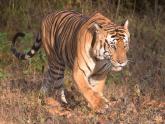 Tigers & Wildlife in Kabini