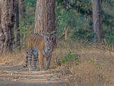 Kabini: Tigers, wildlife & more