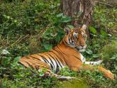 Tigers & Leopards in Kabini