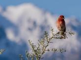 Birding Expedition: Leh-Ladakh