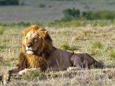 Masai Mara | Dream for Wildlifers