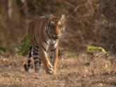 Tigers at Mesmerising Kabini