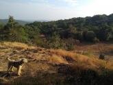 Sakleshpur with our two dogs!