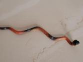 Cobra snake found in my house!
