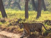 Tigers & Wildlife @ Kabini