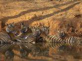 Pics: Bandhavgarh Tiger Reserve