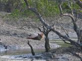 Man-eaters, Mangroves & more