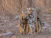 Tadoba Diaries | Tigers & Wildlife