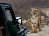 Maruti Gypsy, Tigers & wildlife