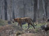 Panthers & Tigers @ Kabini