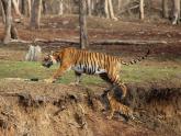 Kabini: Tigress and it's two Cubs